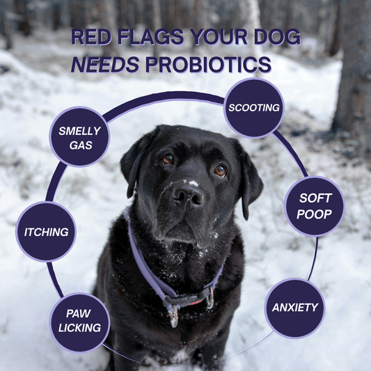 NP1™ Probiotics for Dogs